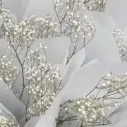 トイの画像