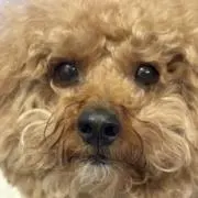 つくさんの画像