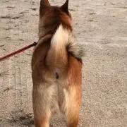 りったん