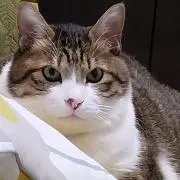 ちーぼーの画像