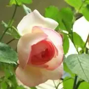 ねね