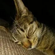 みらいプロフ必読