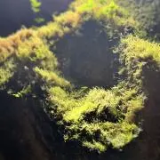 なかこの画像
