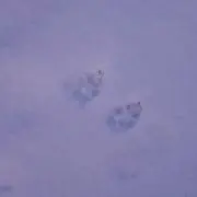 ミキの画像