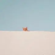 mameの画像