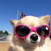 るるるの画像