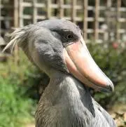 のりりん
