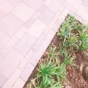 みみの画像