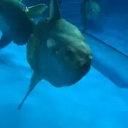 ボブ