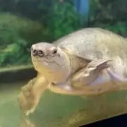 綱渡りの画像