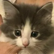 おぎざる