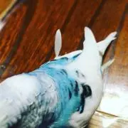 インコラブんぬ