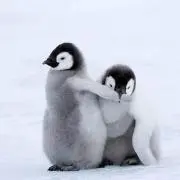 うさぎの画像
