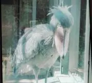 ぱぴこの画像