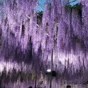まろん