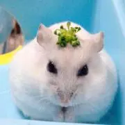 ねも〜プロフ閲覧お願いの画像