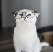 猫猫さんの画像
