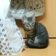le-lemonの画像
