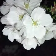 はな