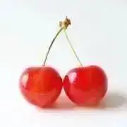 ボブの画像