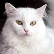 ネコミの画像