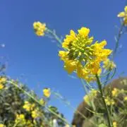 菜の花