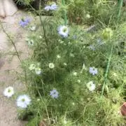 ブルーの画像