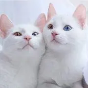 あいな