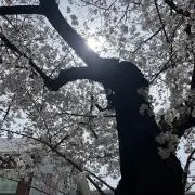 にこの画像
