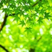 こはる ☆毎日発送☆