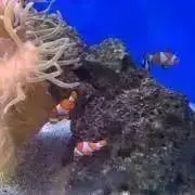 Mの画像