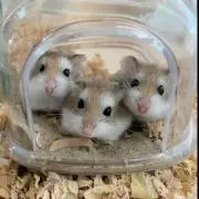まなの画像