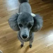 プリン