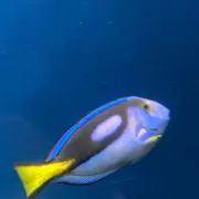 ぼあちゃん