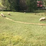 a7の画像