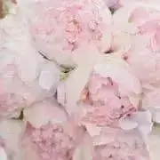 maniの画像