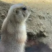 いぬまるの画像
