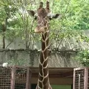 キリン