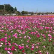 yo-kの画像