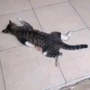 ツナ缶