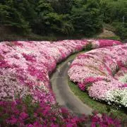 やじおの画像
