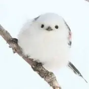 minmiの画像
