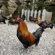 しぉ