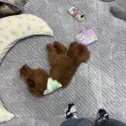 とわの画像