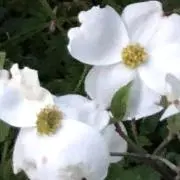 ずみの画像
