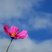pisukeの画像