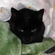 ロロ (プロフ必読！)