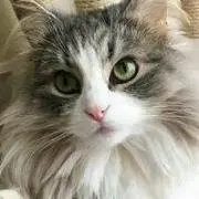 ピコ