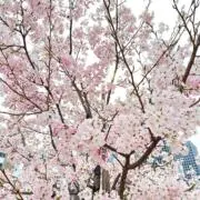 Sの画像