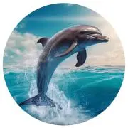 dolphin プロフ必読の画像